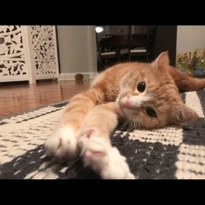 Meet your Posher, Jessica